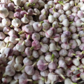 fresh red purple white wholesale china garlic price